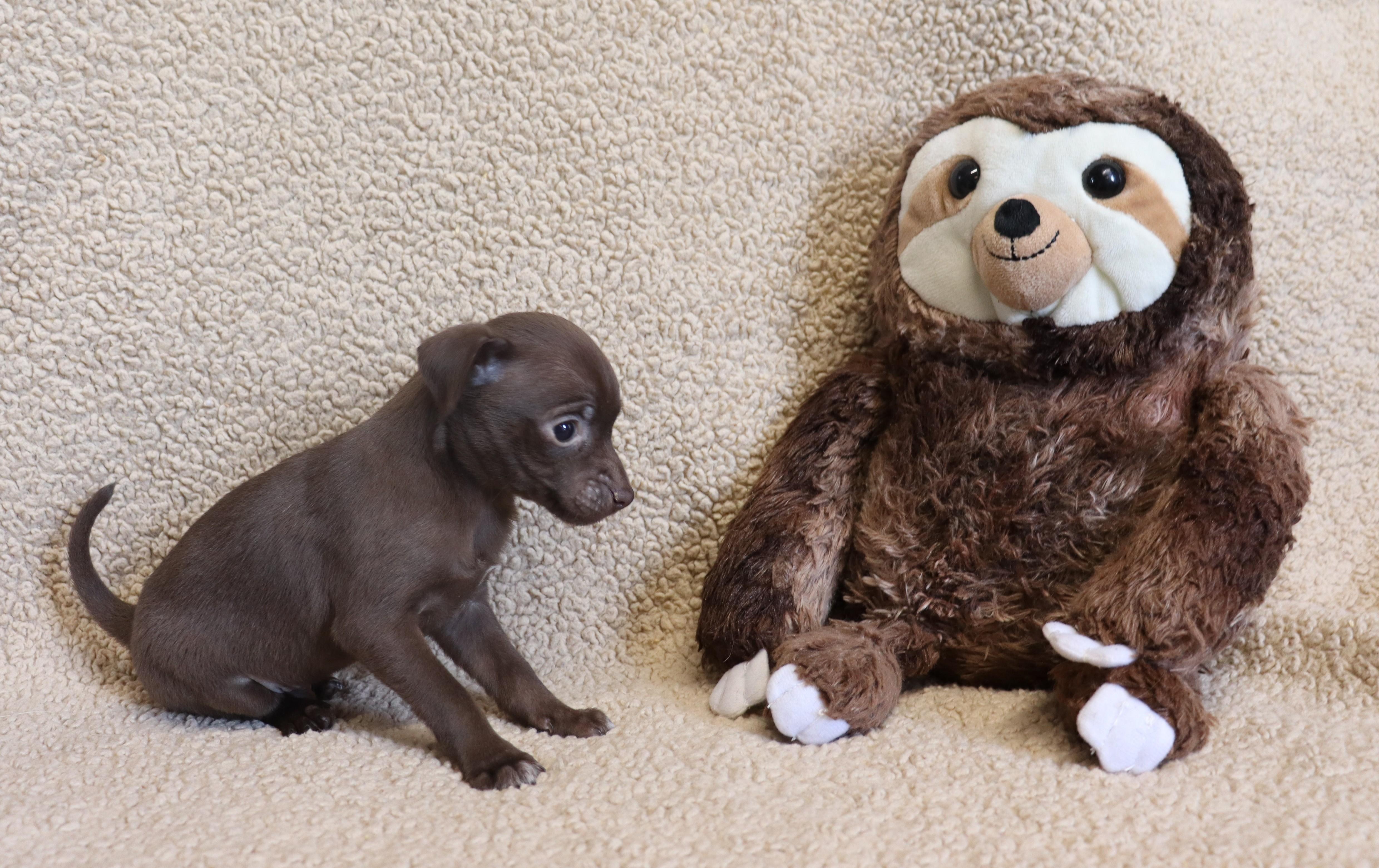 Enlarge George, a Adoptable Chihuahua in Virginia Beach, VA image 2/6