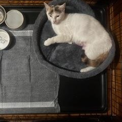 Sophia, an adopted Domestic Short Hair in Pompton Lakes, NJ image 3/4