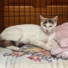 Sophia, adopted, Adult Female Domestic Short Hair.