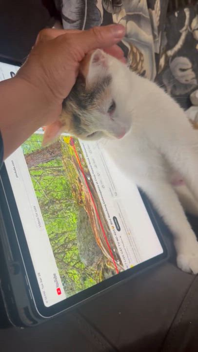Enlarge Sophia, an adopted Domestic Short Hair in Pompton Lakes, NJ video 2/4