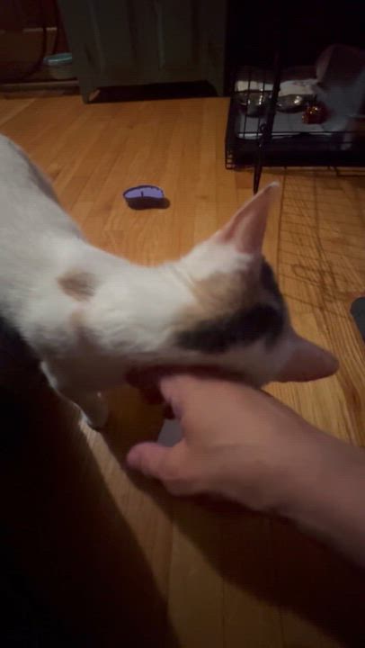 Enlarge Sophia, an adopted Domestic Short Hair in Pompton Lakes, NJ video 4/4