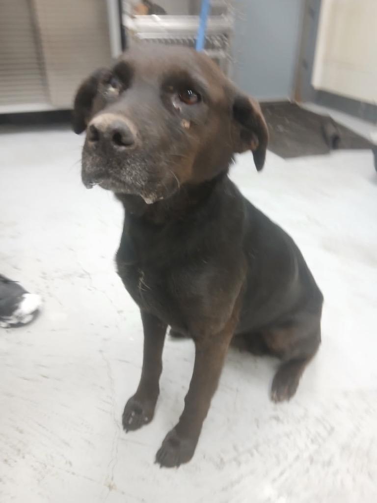 Morgana, Adoptable, Adult Female Labrador Retriever.