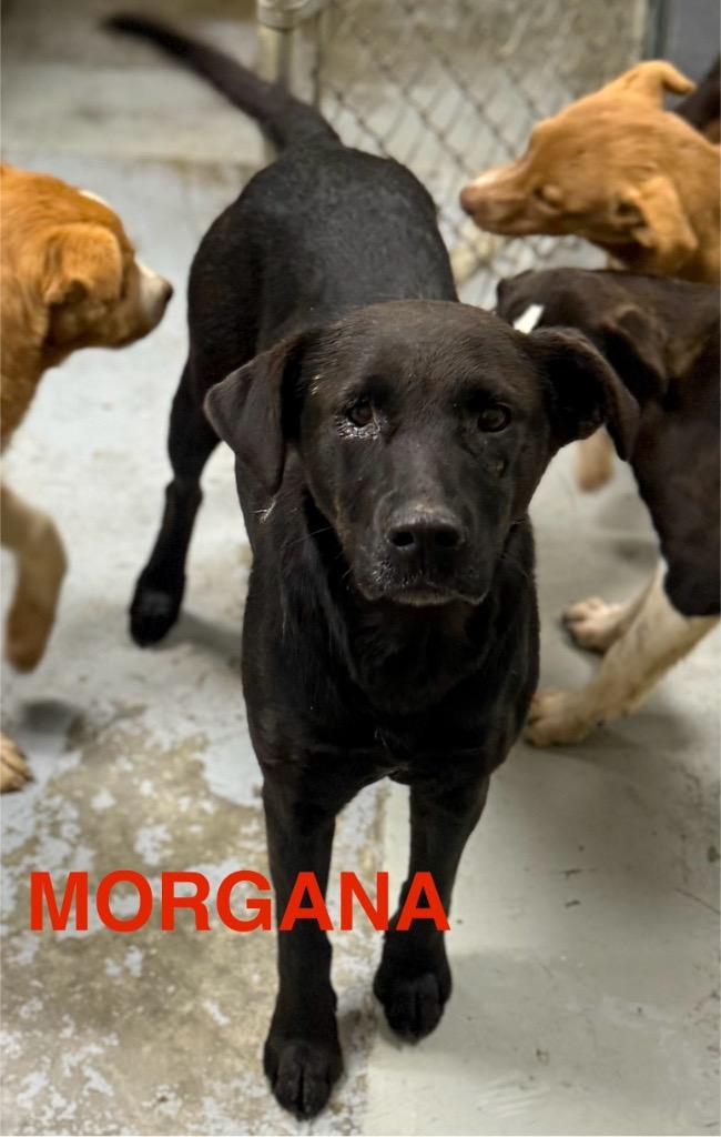 Enlarge Morgana, a Adoptable mixed breed in North Vernon, IN image 2/2