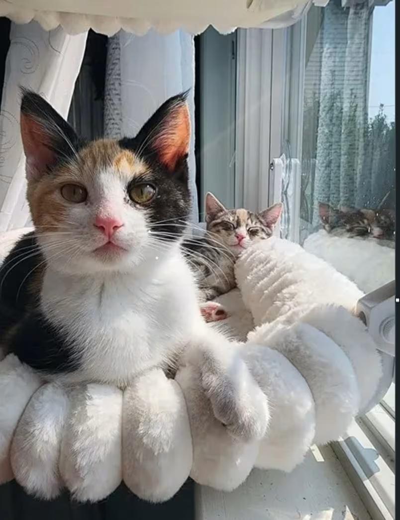 Ruby, Adoptable, Kitten Female Domestic Short Hair.