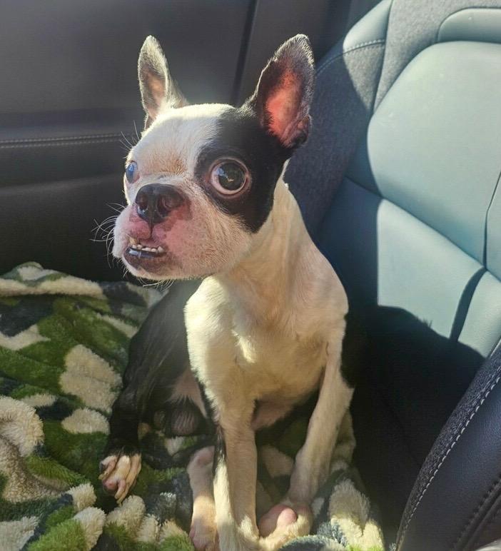 Fred Flintstone — thumbnail 2