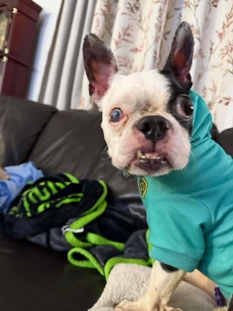 Fred Flintstone — thumbnail 3