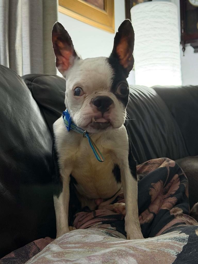 Fred Flintstone — thumbnail 4