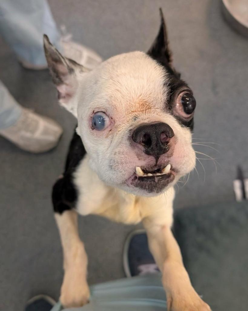 Fred Flintstone — thumbnail 5