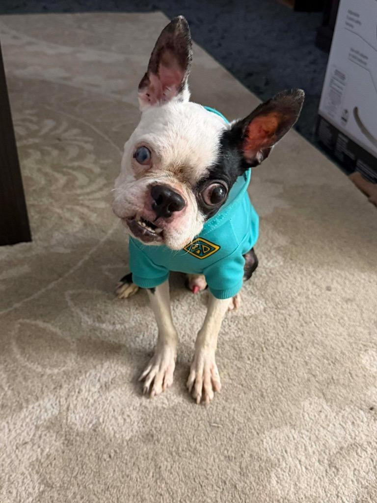 Fred Flintstone — thumbnail 6