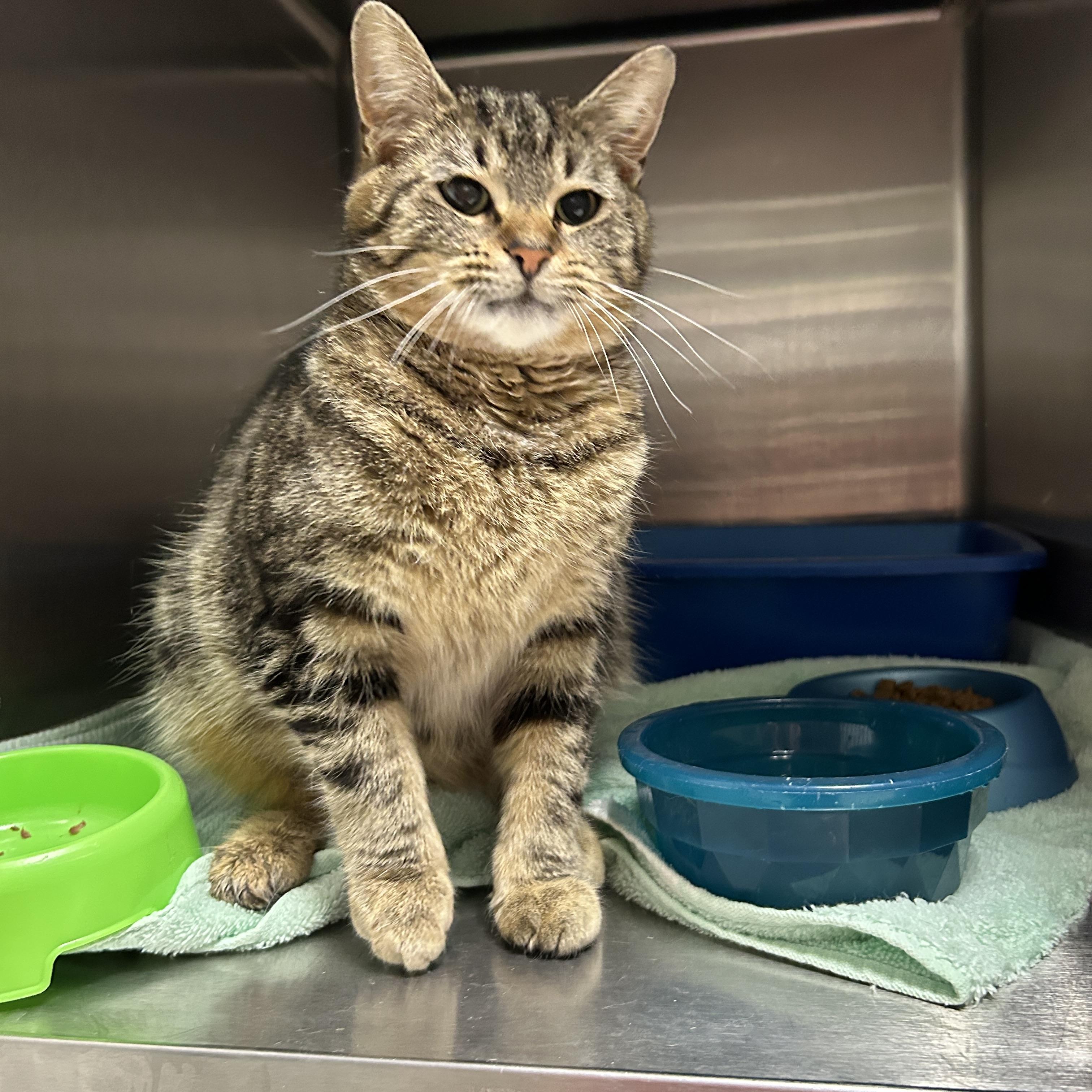 Chubs, a ADOPTABLE Domestic Short Hair in La Grange Park, IL image 4/4