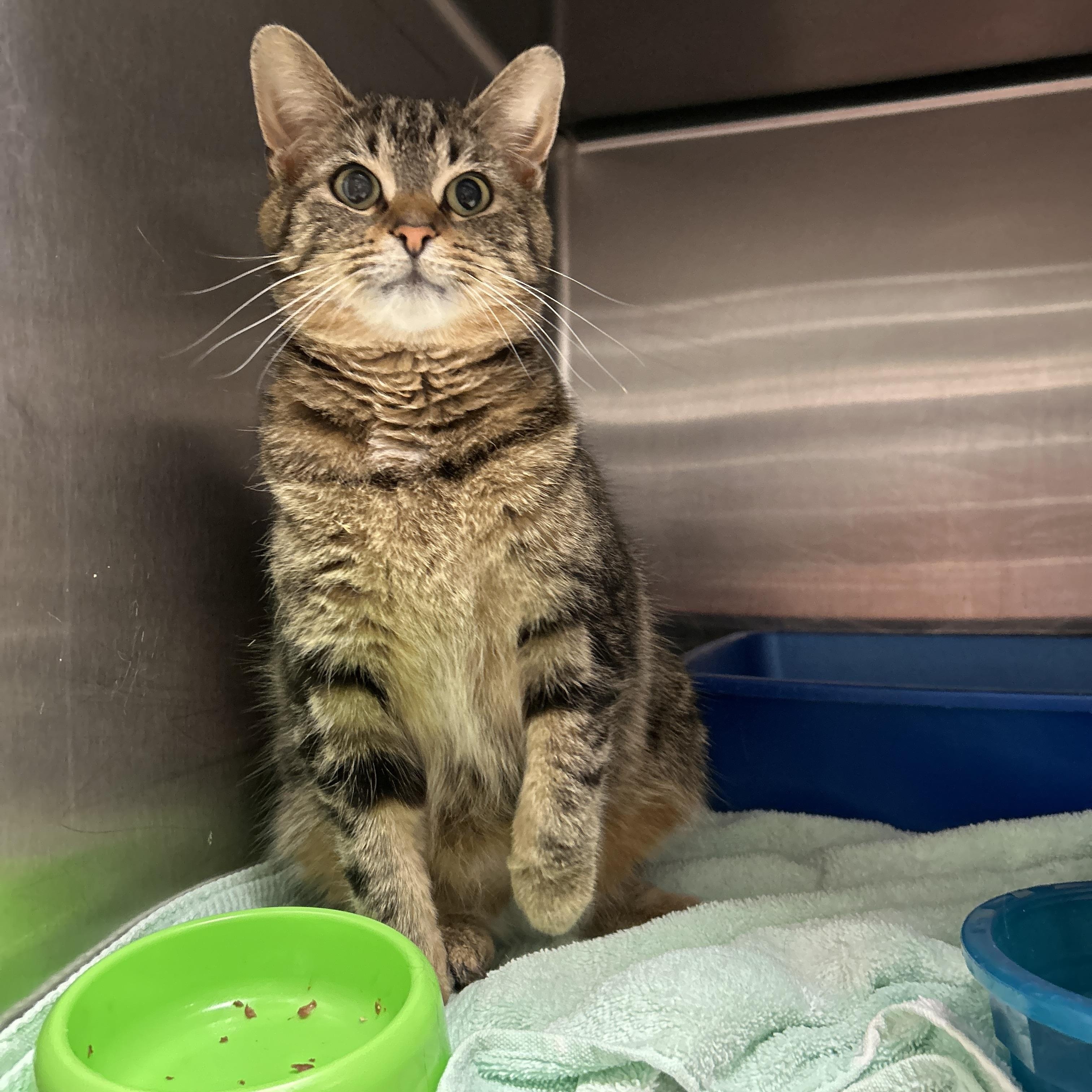 Chubs, a ADOPTABLE Domestic Short Hair in La Grange Park, IL image 1/4