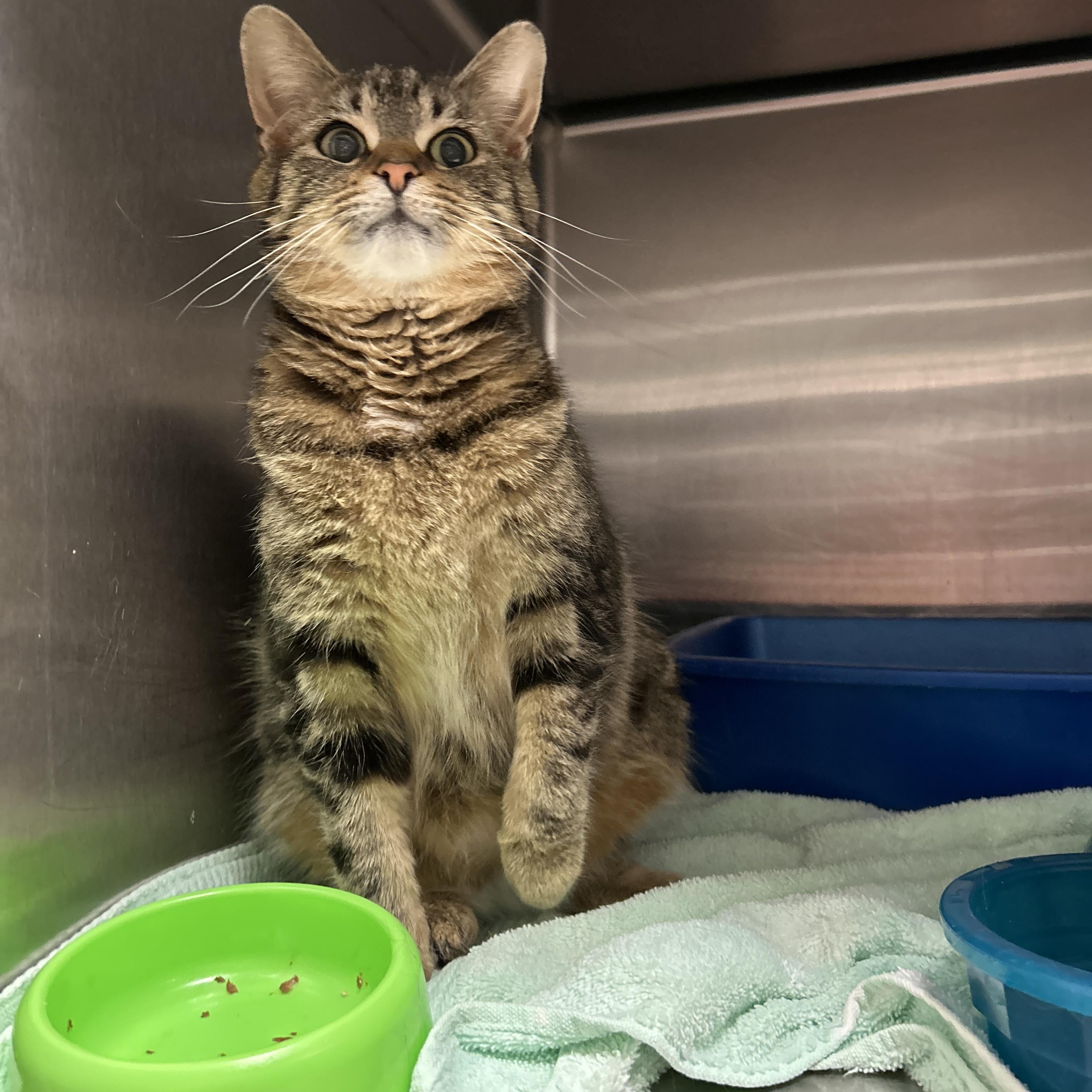Chubs, a ADOPTABLE Domestic Short Hair in La Grange Park, IL image 3/4