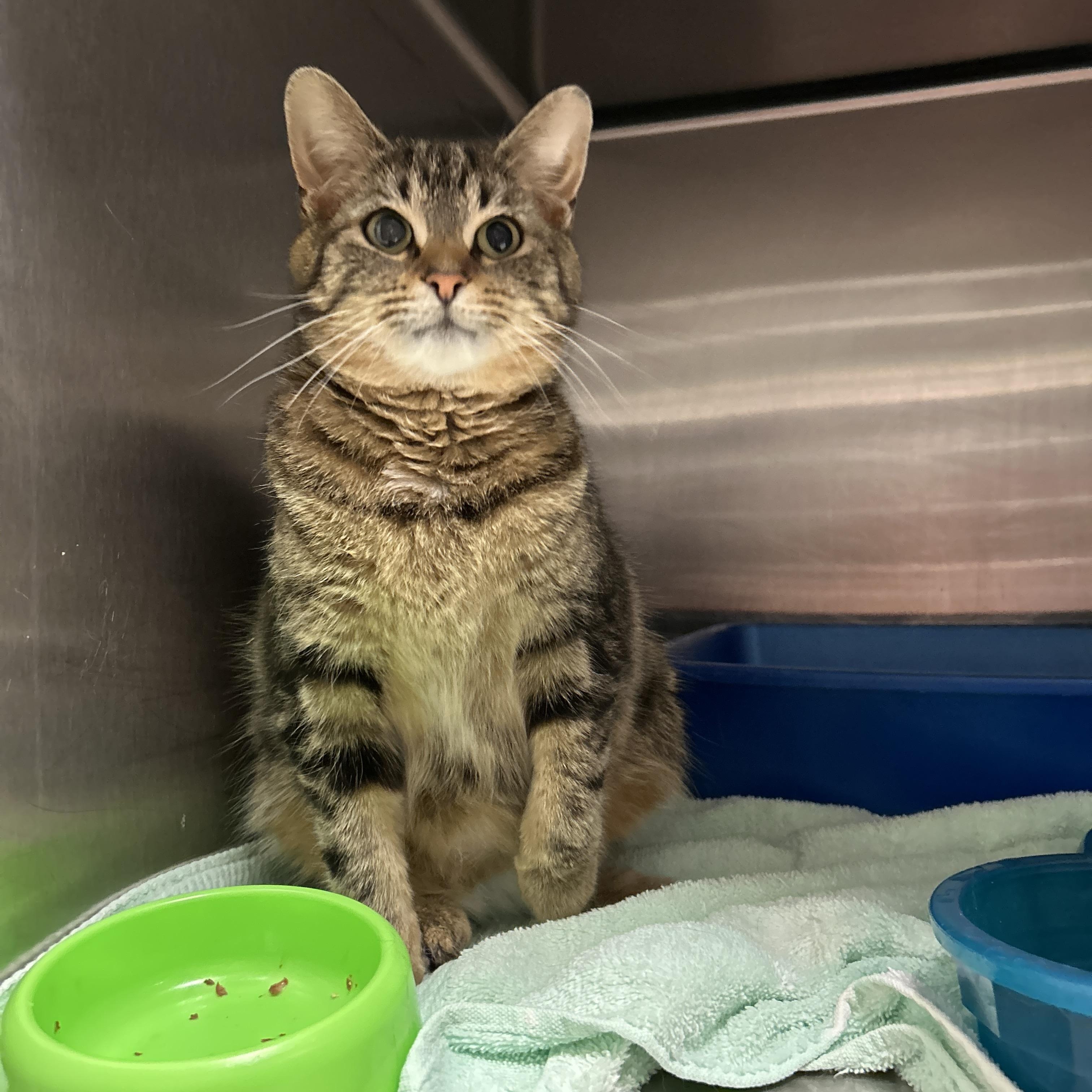 Chubs, a ADOPTABLE Domestic Short Hair in La Grange Park, IL image 2/4