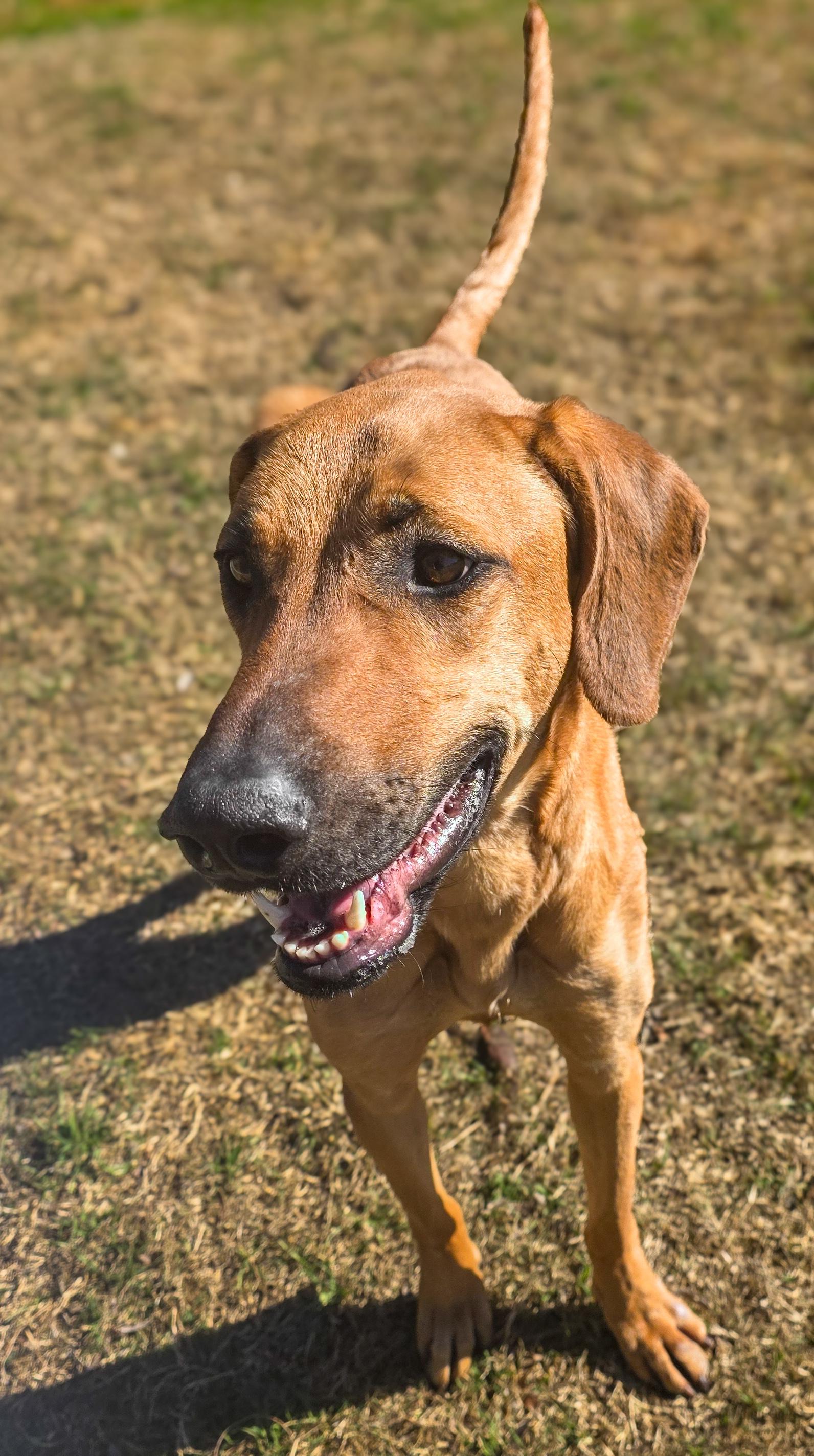 Enlarge Brownie , a Adoptable mixed breed in Boise, ID image 6/6