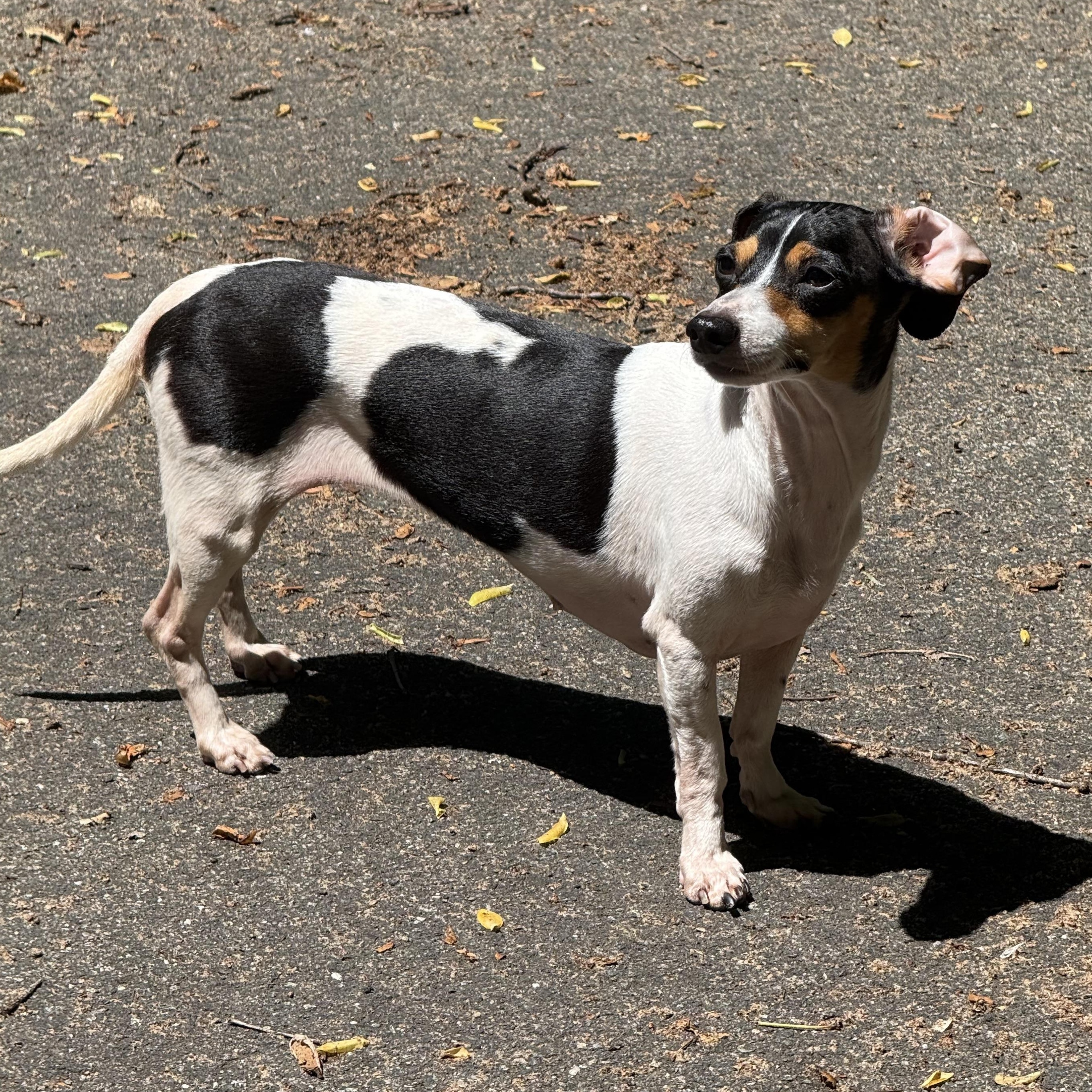 Nellie, a ADOPTABLE Dachshund in Richmond, VA image 4/6