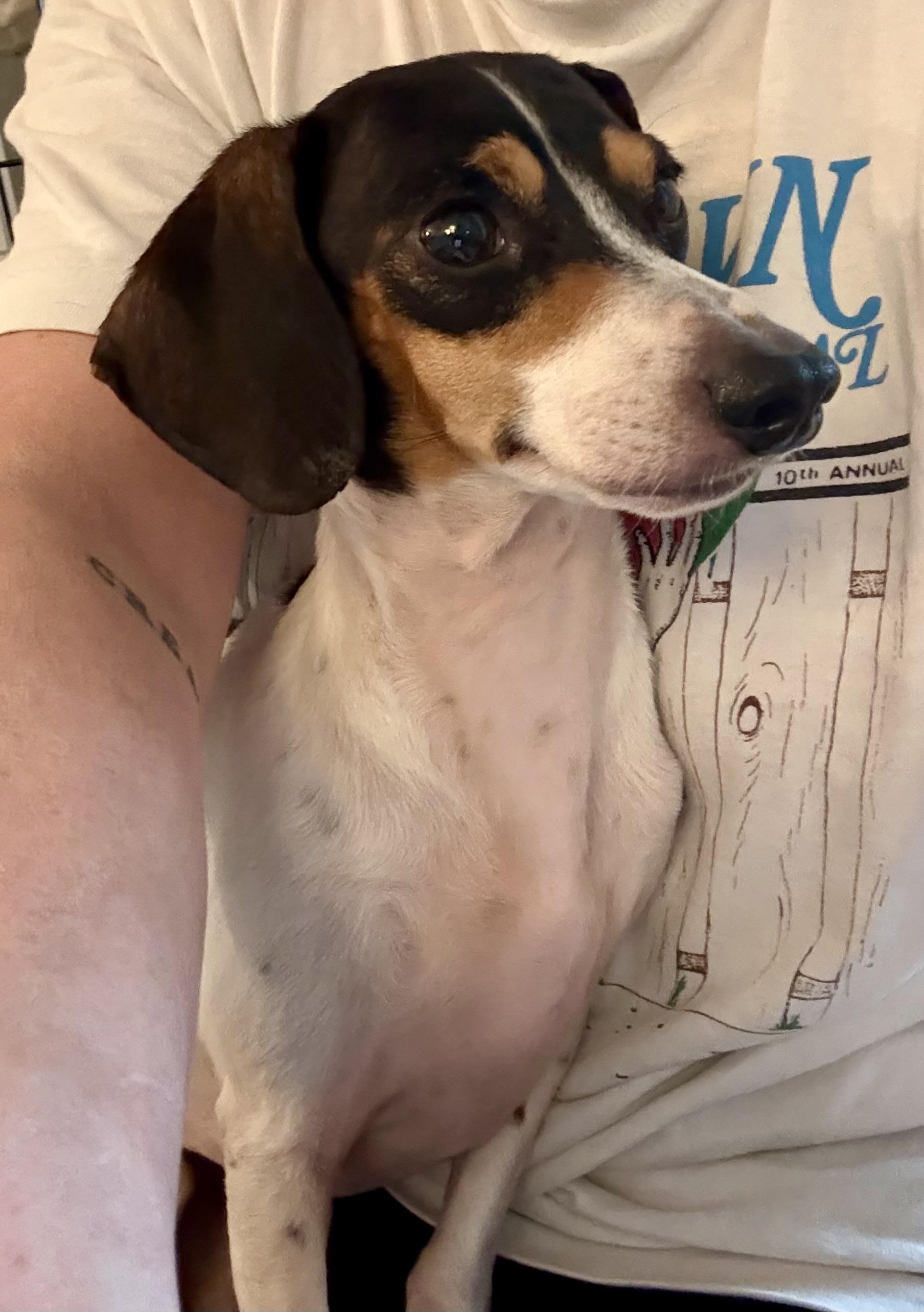 Nellie, a ADOPTABLE Dachshund in Richmond, VA image 5/6