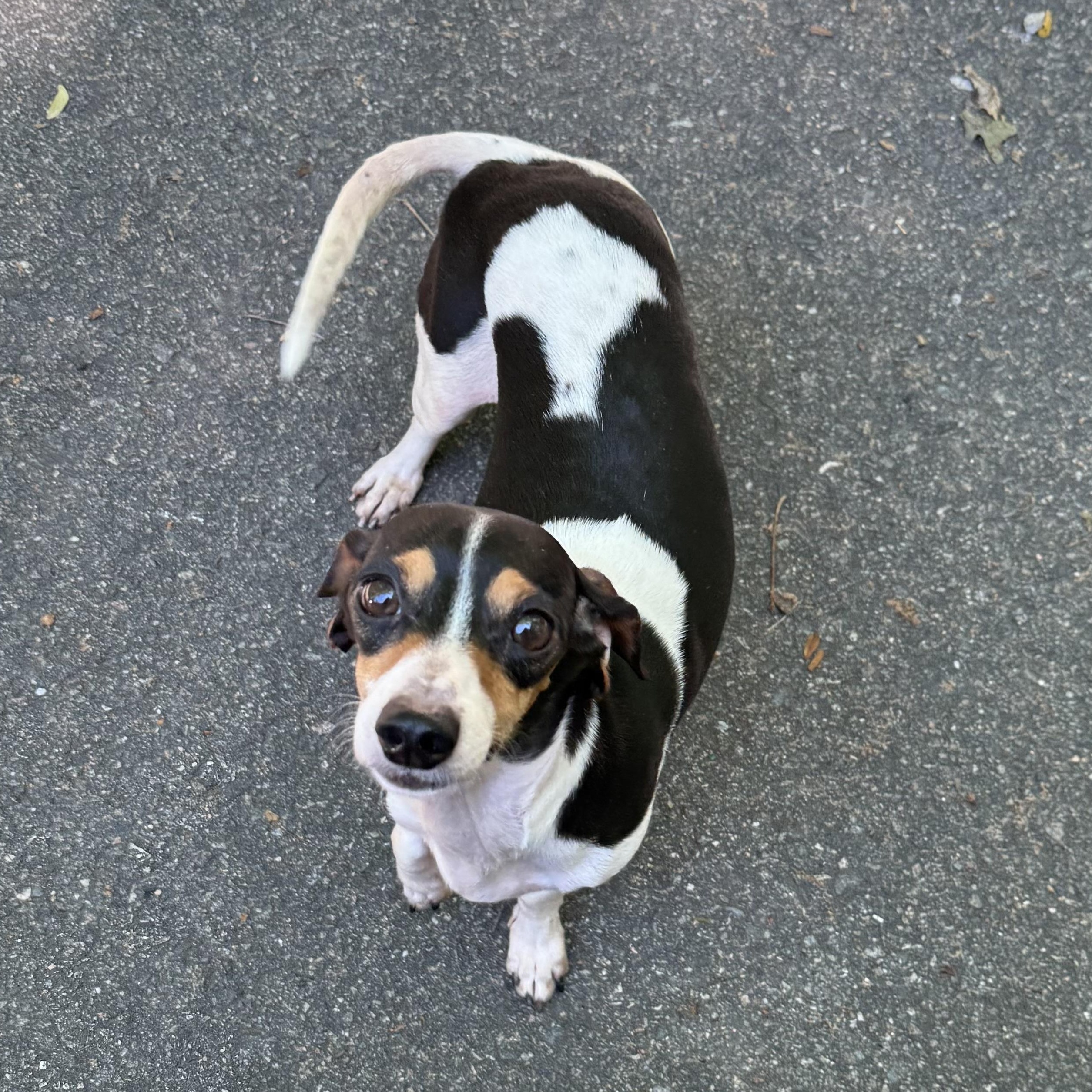 Nellie, a ADOPTABLE Dachshund in Richmond, VA image 6/6