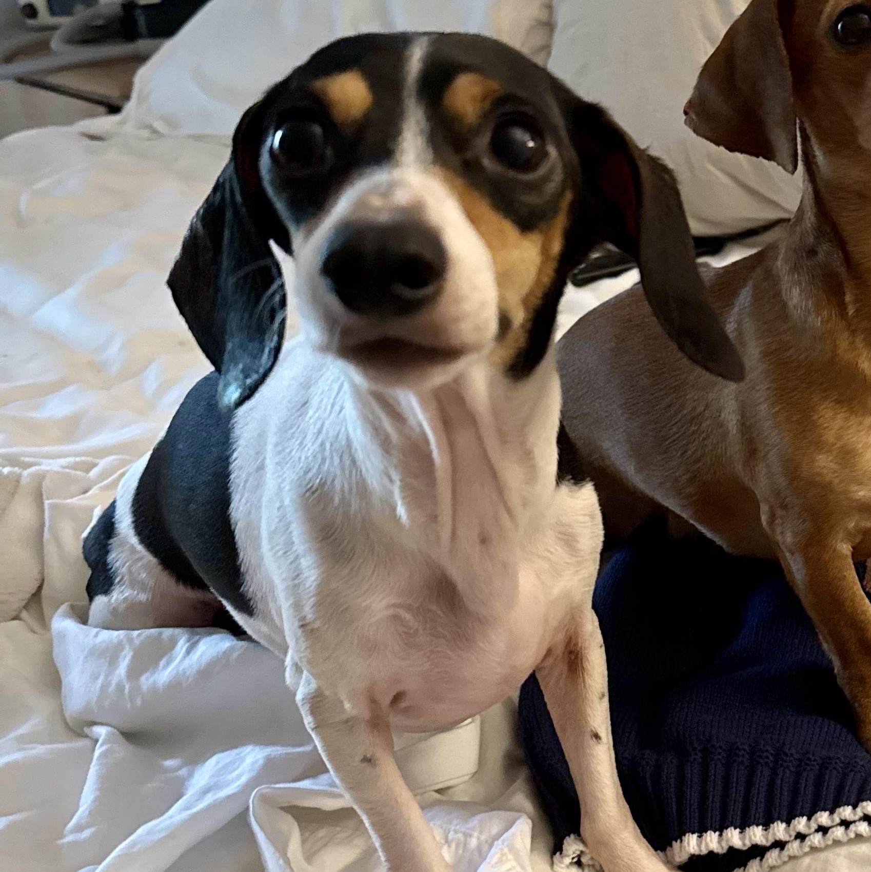 Nellie, a ADOPTABLE Dachshund in Richmond, VA image 2/6