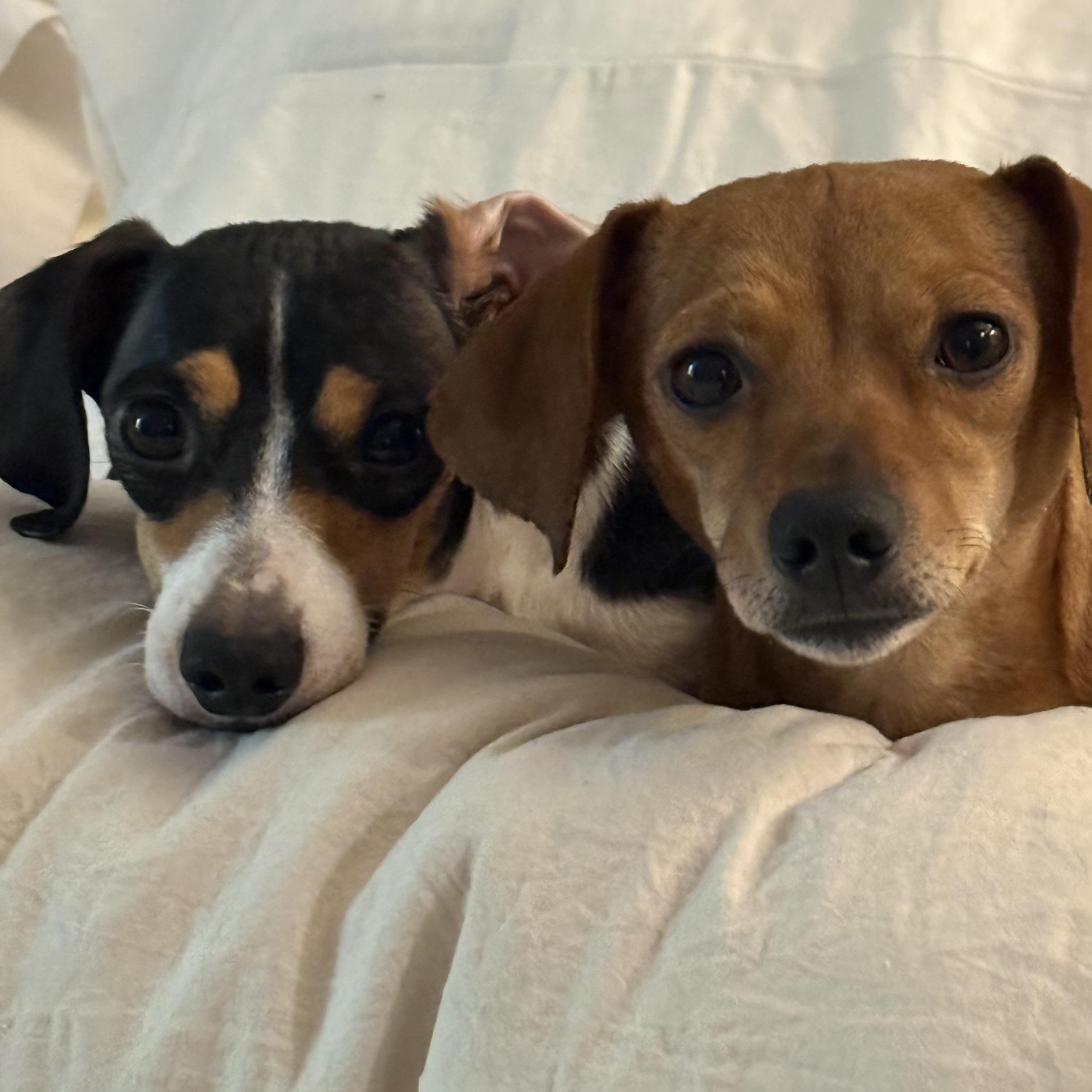 Nellie, a ADOPTABLE Dachshund in Richmond, VA image 3/6