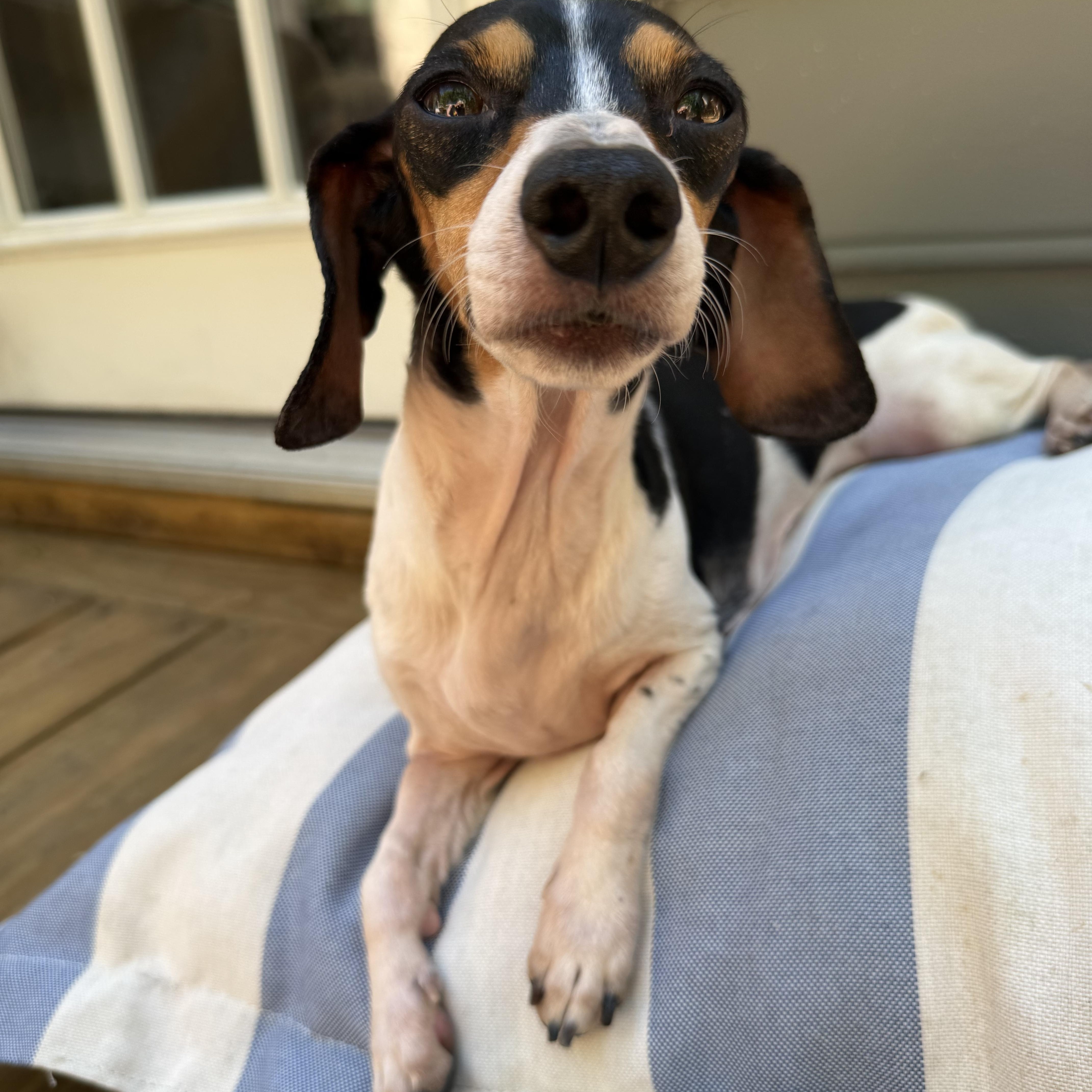 Nellie, ADOPTABLE, Young Female Dachshund.