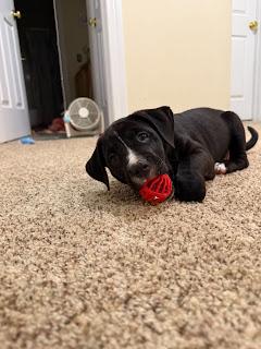 Queso, an adopted mixed breed in O'Fallon, MO image 4/6
