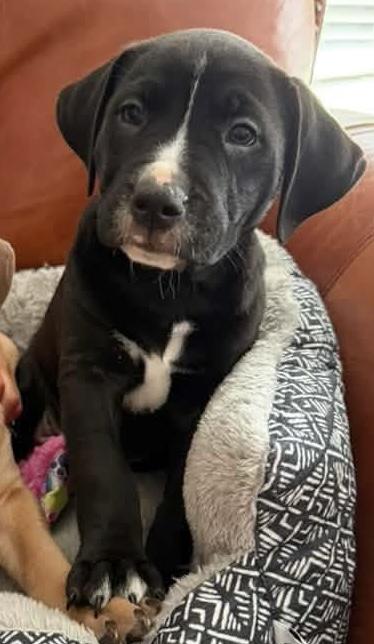 Queso, an adopted mixed breed in O'Fallon, MO image 5/6