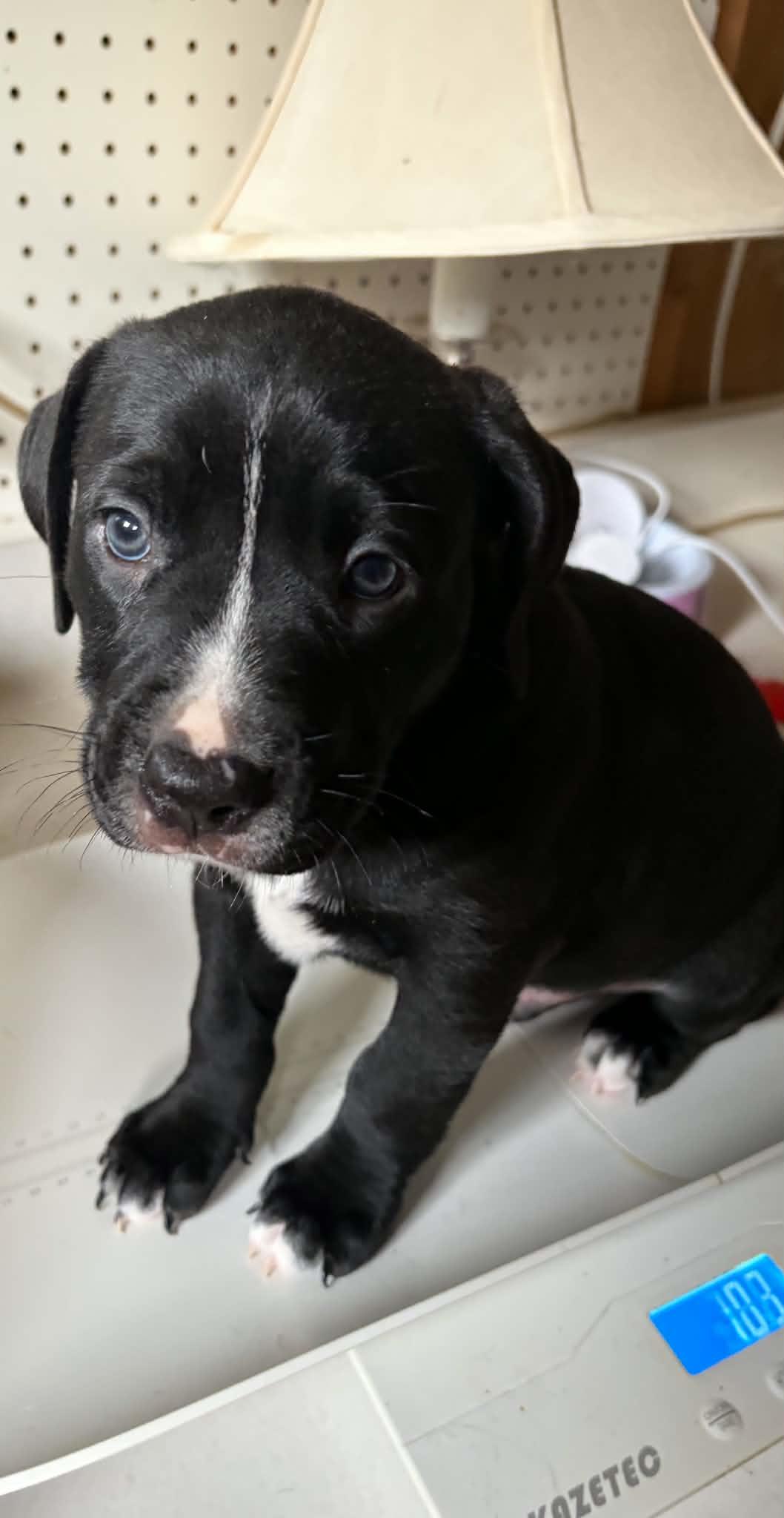 Queso, adopted, Puppy Male American Staffordshire Terrier.