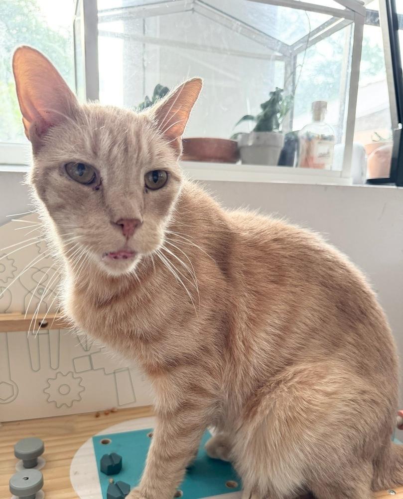 Gru, Adoptable, Senior Male Domestic Short Hair & Domestic Short Hair.