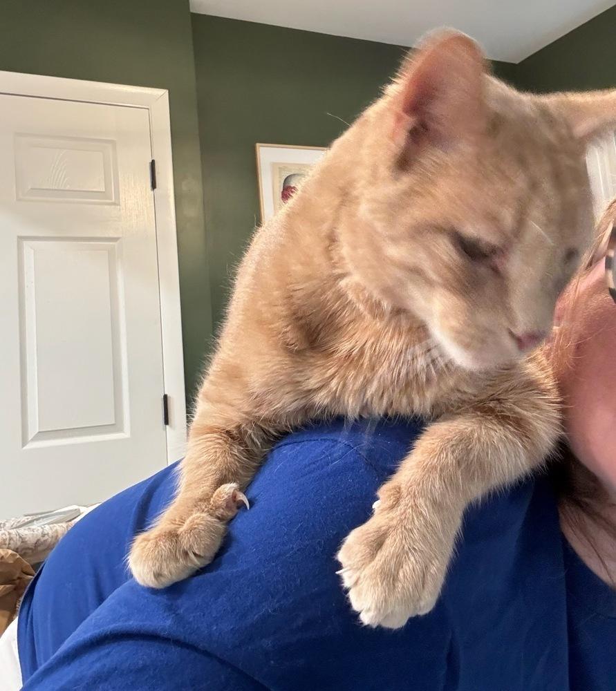 Enlarge Gru, a Adoptable mixed breed in Ronkonkoma, NY image 2/3