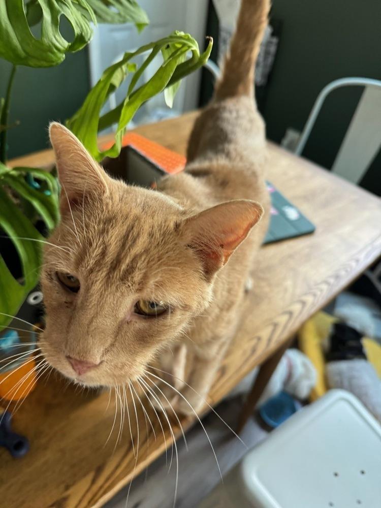 Gru, Adoptable, Senior Male Domestic Short Hair & Domestic Short Hair.