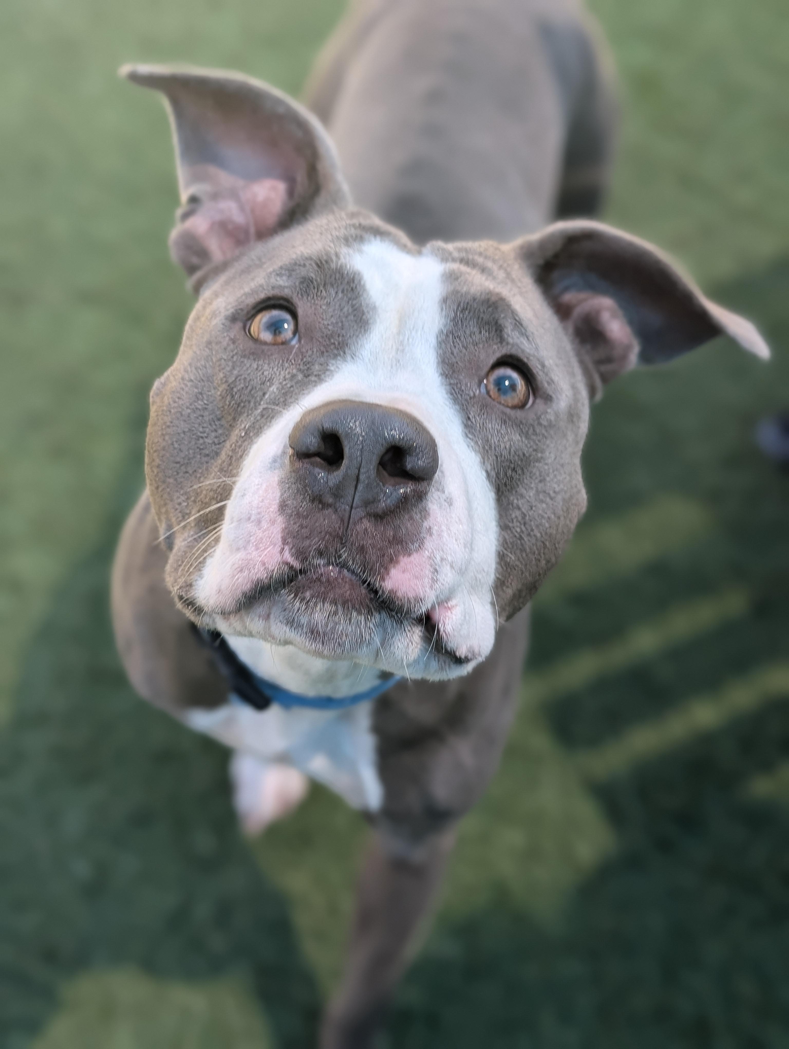 Roxie **Courtesy Post. Out of town pet. See below for details**