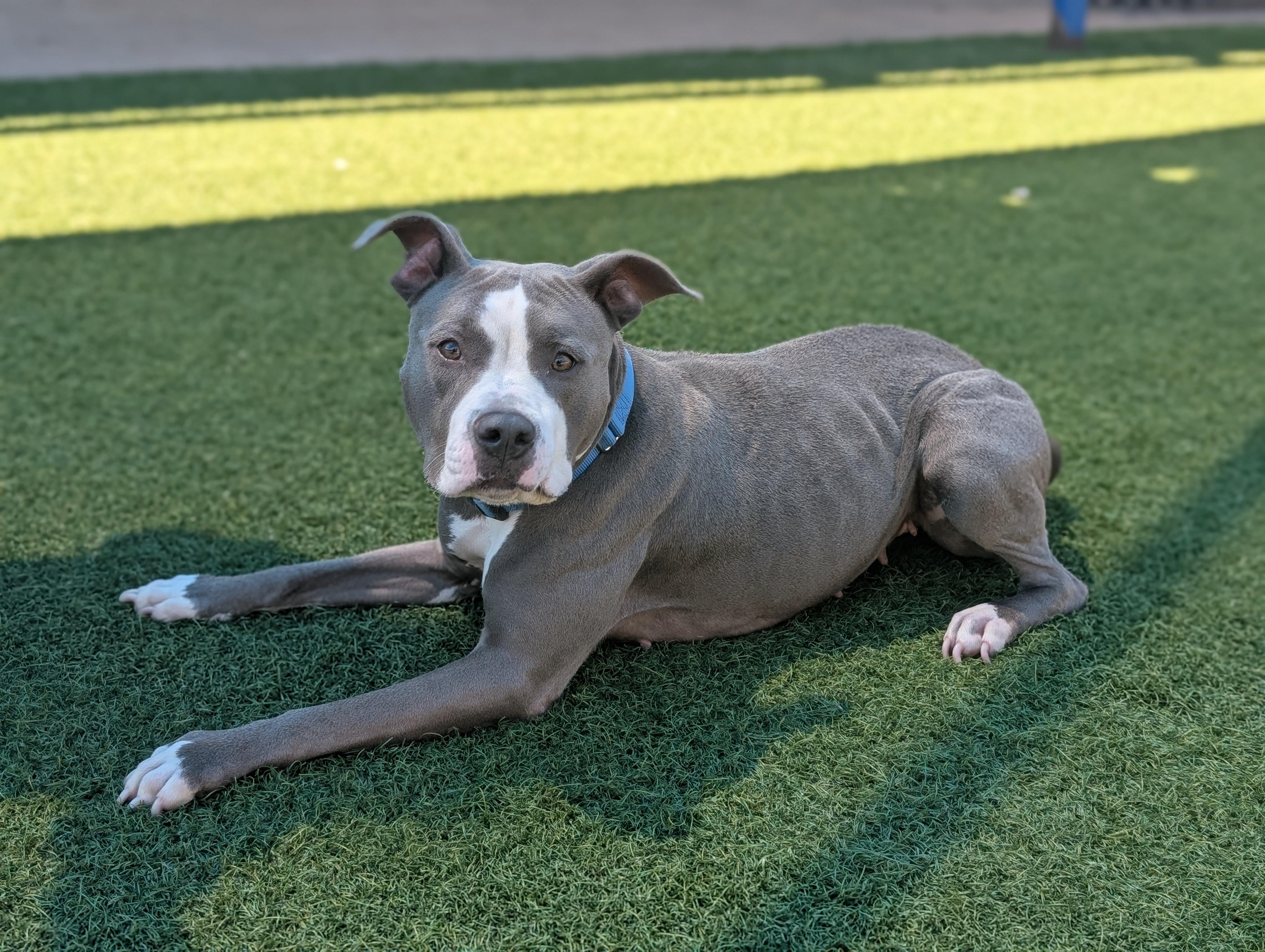 Roxie **Courtesy Post. Out of town pet. See below for details**