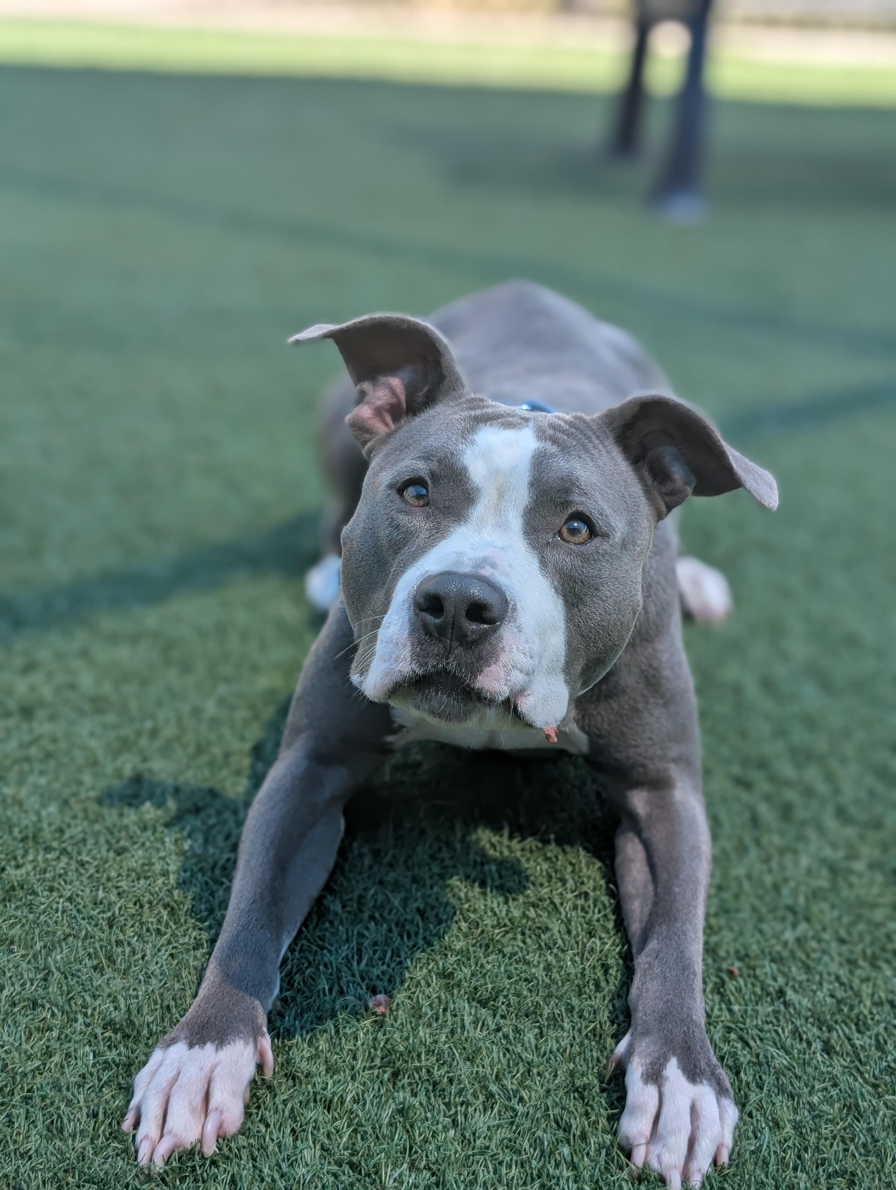 Roxie **Courtesy Post. Out of town pet. See below for details**