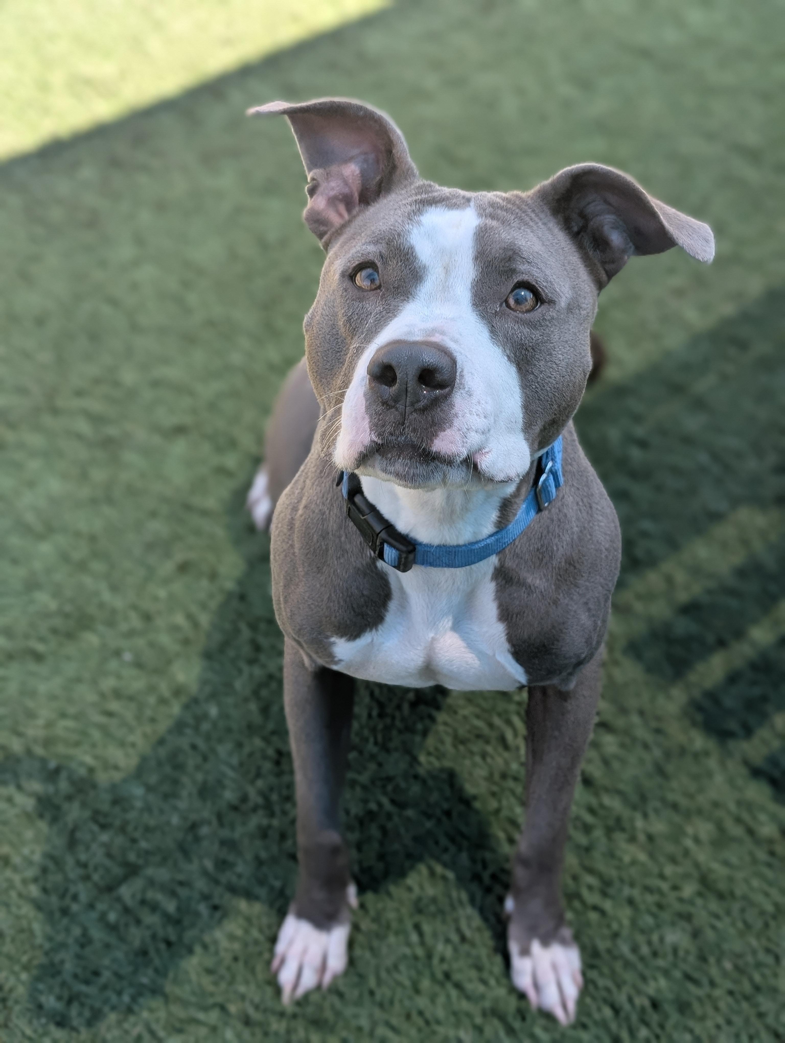 Roxie **Courtesy Post. Out of town pet. See below for details**