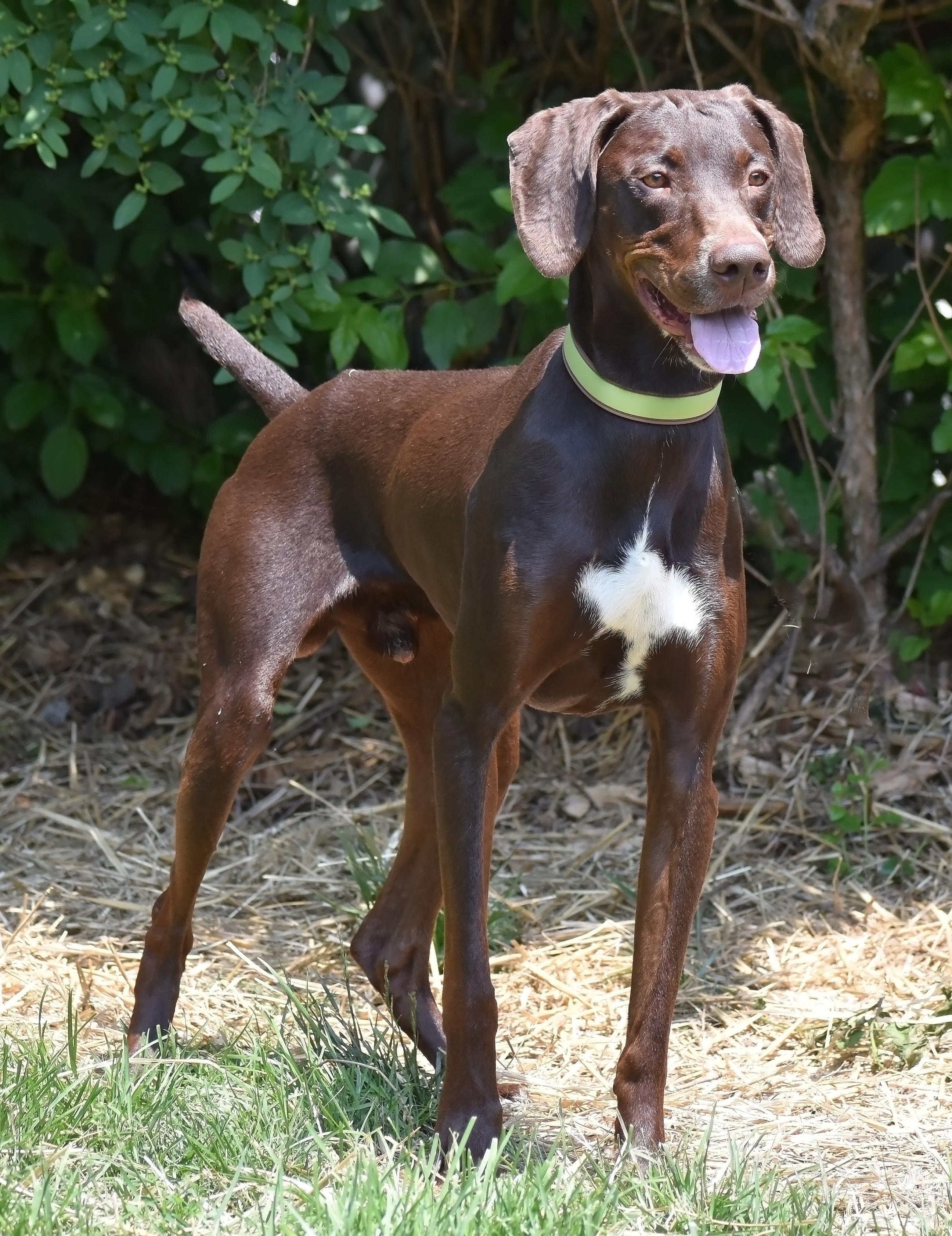 Everett- Foster Home Needed