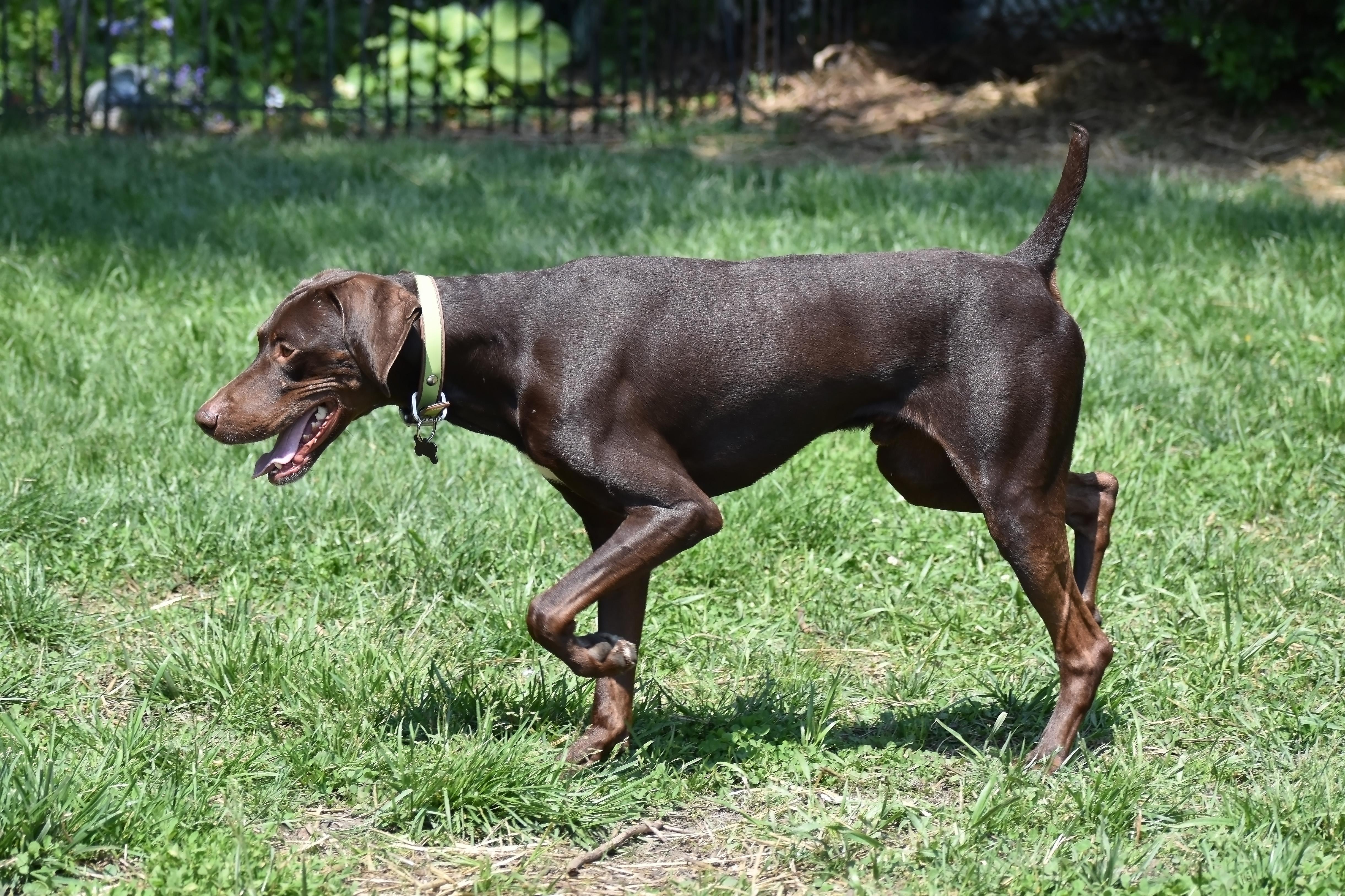 Everett- Foster Home Needed