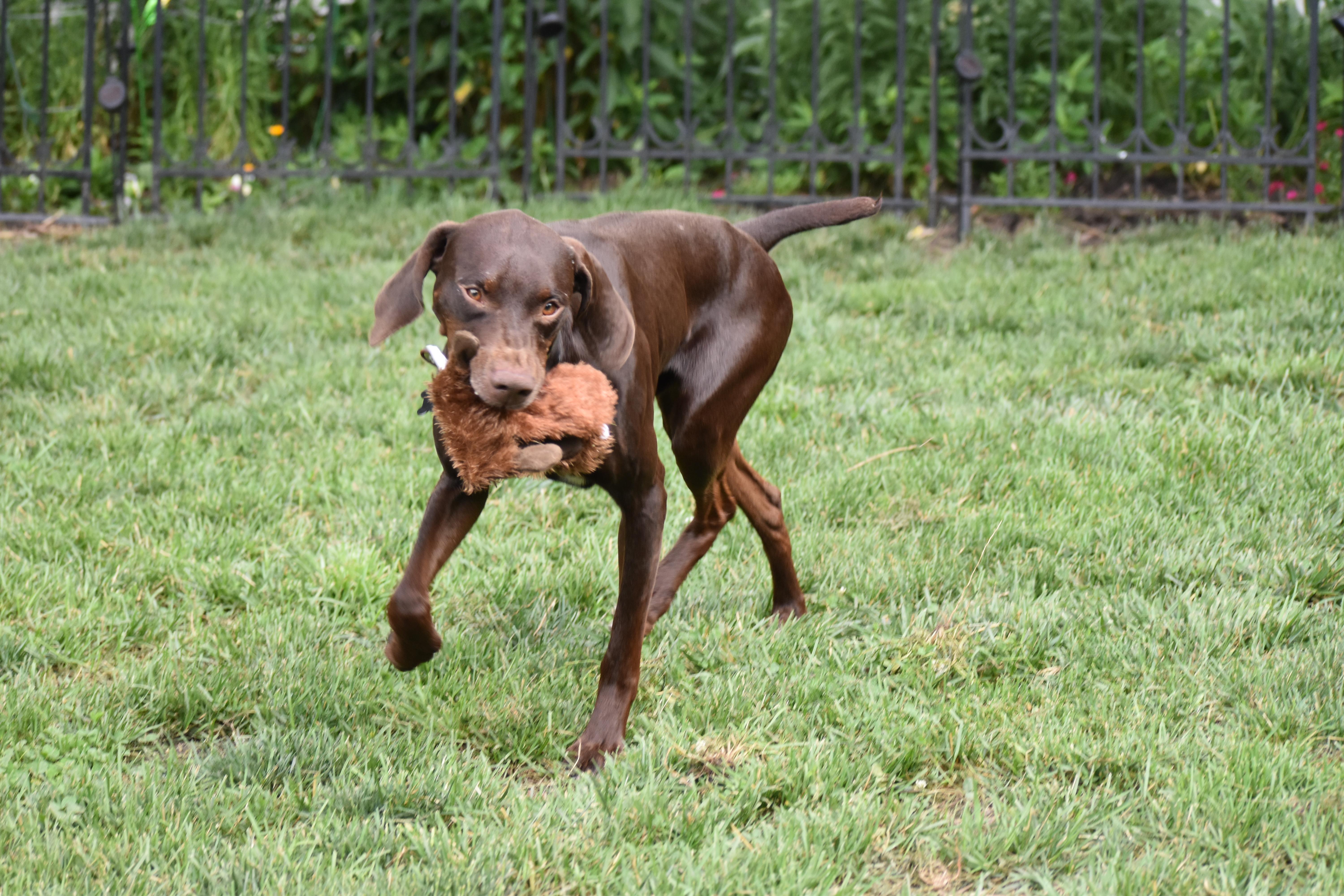 Everett-Loving Home Needed!, an adoptable German Shorthaired Pointer, Vizsla in Wood Dale, IL, 60191 | Photo Image 4