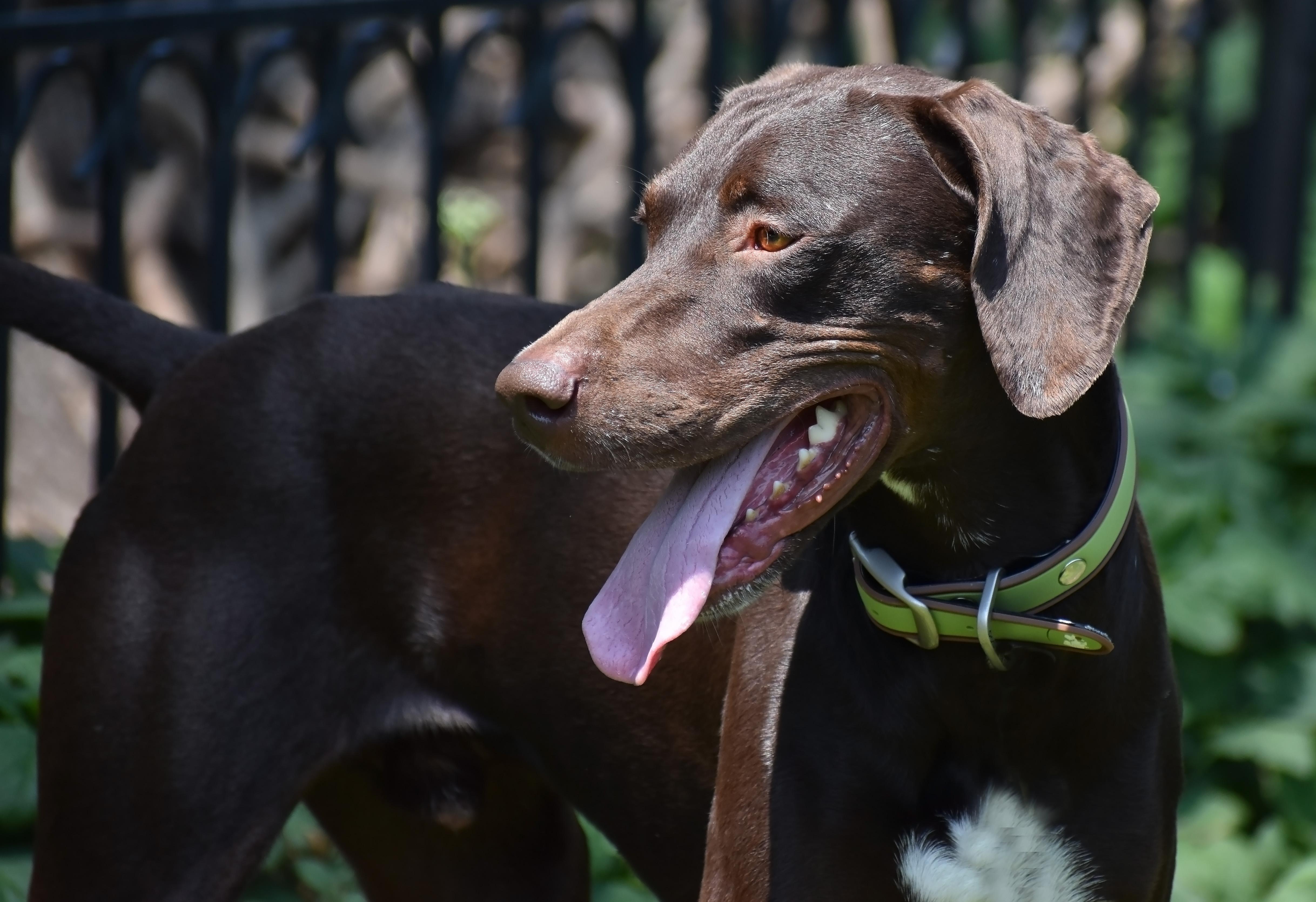 Everett-Loving Home Needed!, an adoptable German Shorthaired Pointer, Vizsla in Wood Dale, IL, 60191 | Photo Image 5