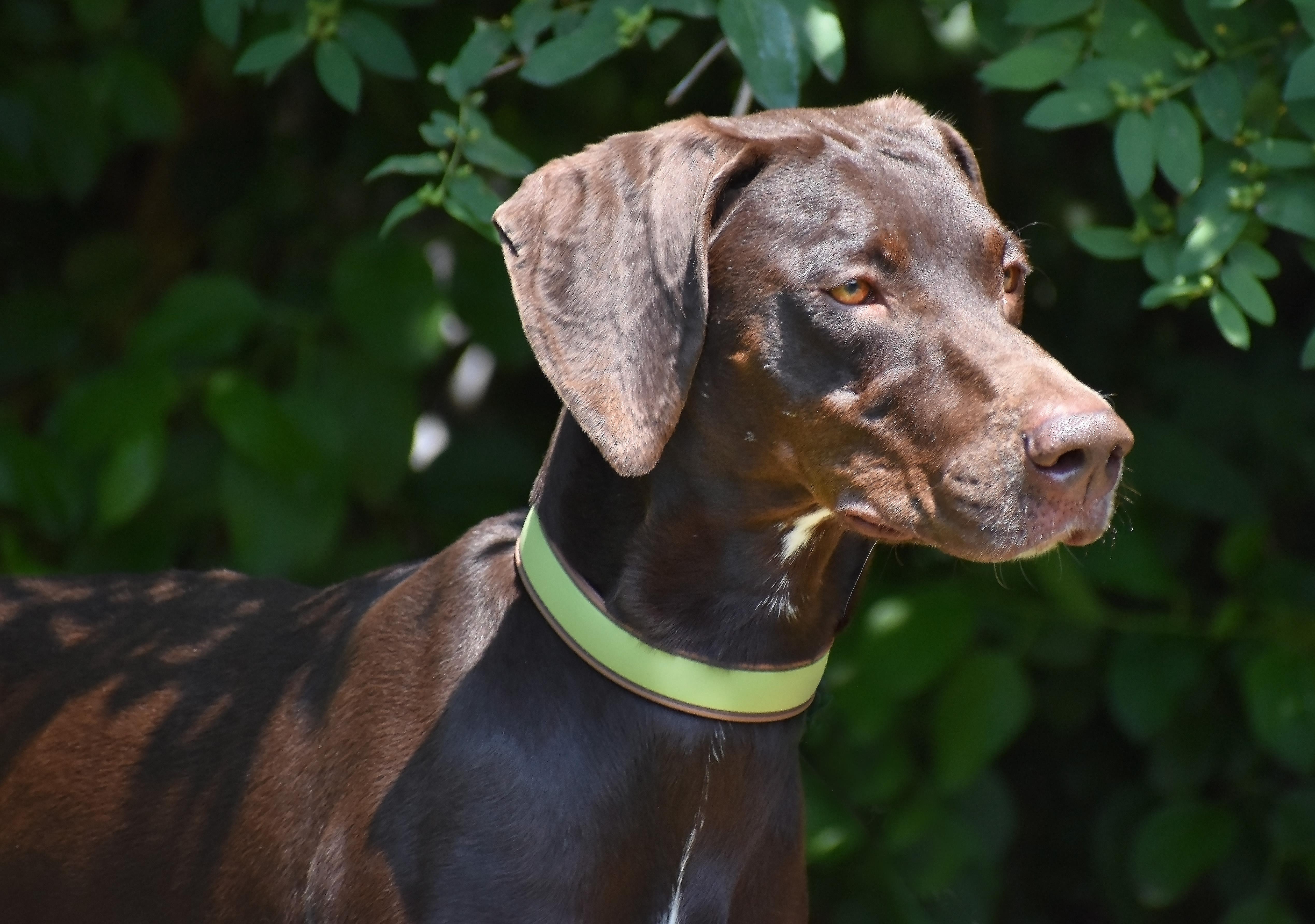 Everett-Loving Home Needed!, an adoptable German Shorthaired Pointer, Vizsla in Wood Dale, IL, 60191 | Photo Image 6