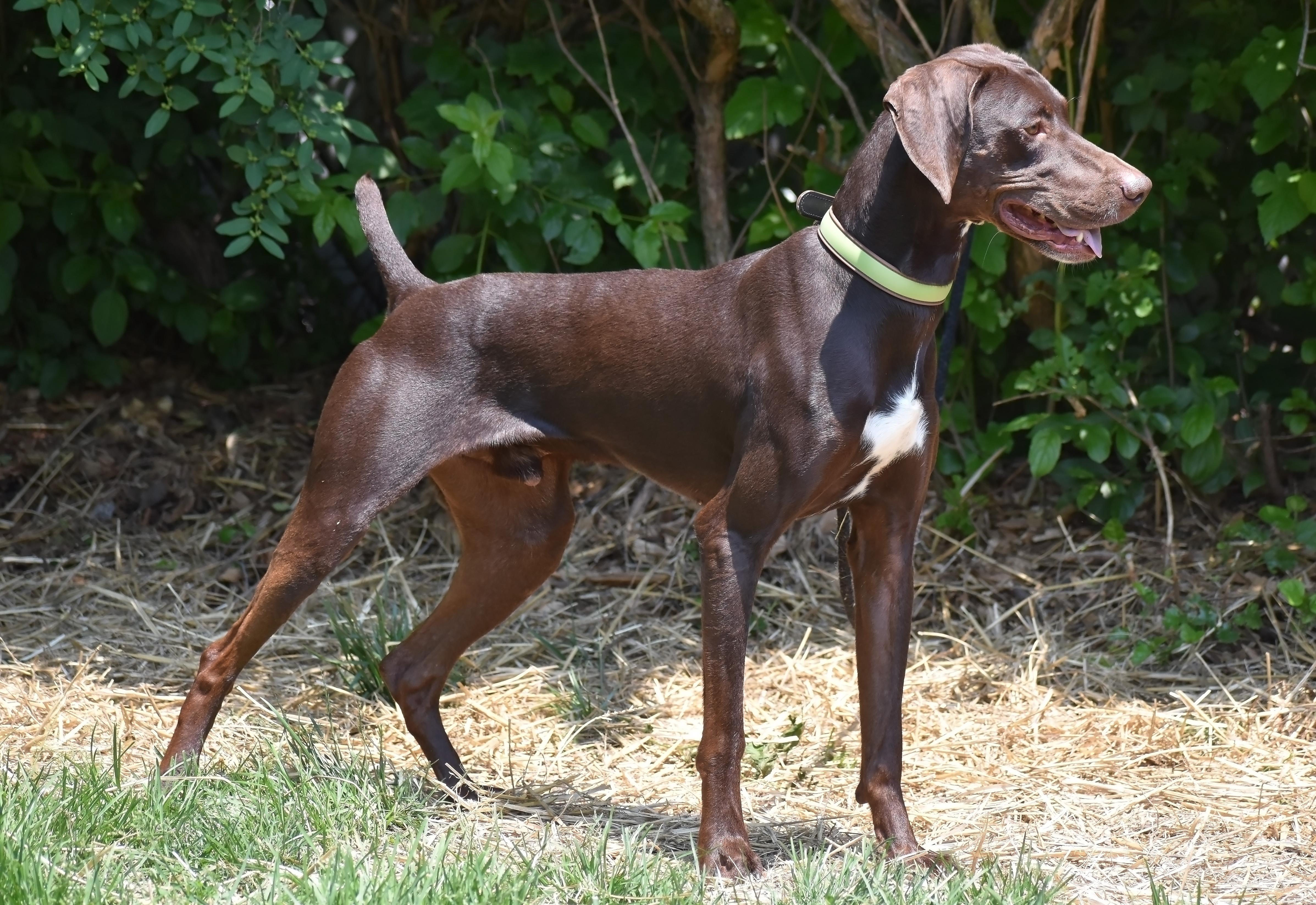 Everett- Foster Home Needed