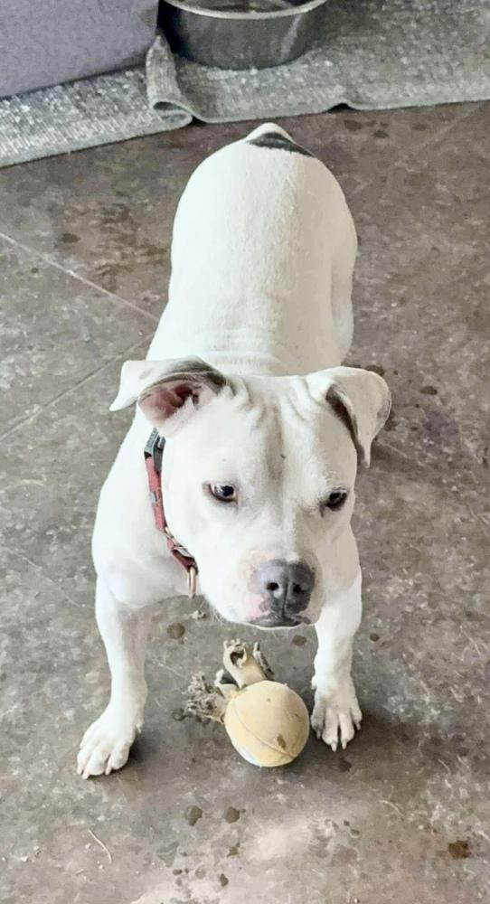 Snow White, Adoptable, Adult Female Pit Bull Terrier.