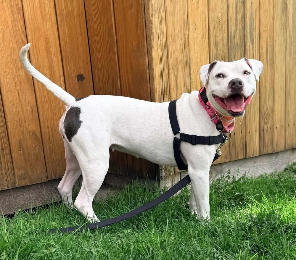 Enlarge Snow White, a Adoptable Pit Bull Terrier in Syracuse, NY image 1/6