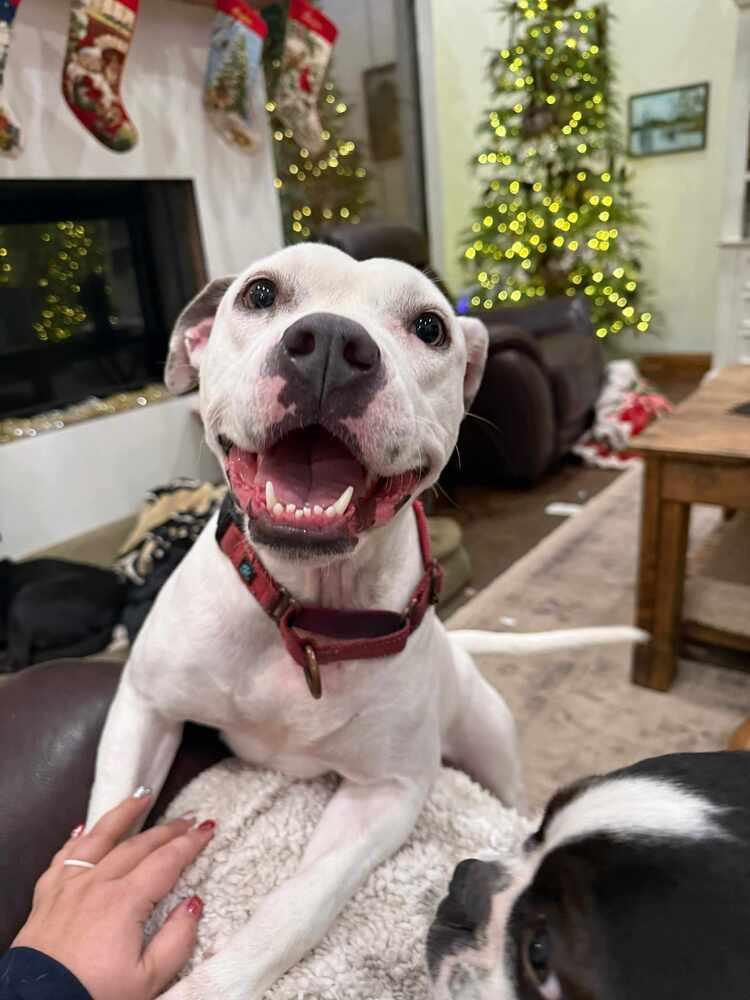 Enlarge Snow White, a Adoptable Pit Bull Terrier in Syracuse, NY image 2/6