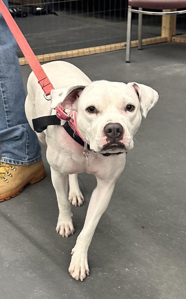 Snow White, Adoptable, Adult Female Pit Bull Terrier.