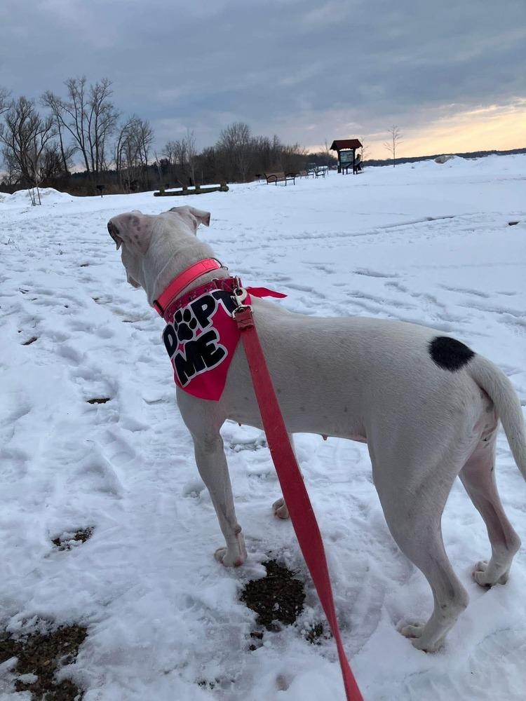 Snow White, Adoptable, Adult Female Pit Bull Terrier.