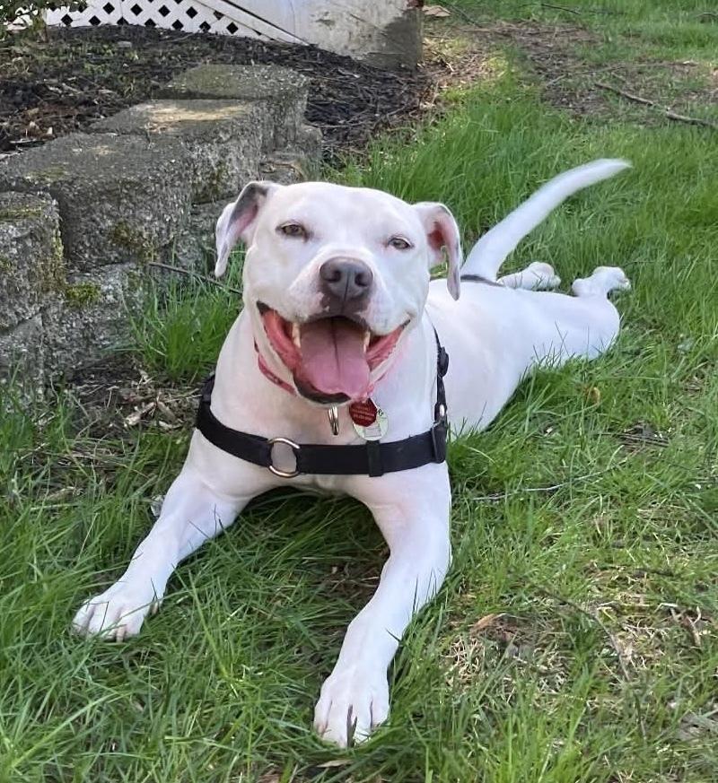 Snow White, Adoptable, Adult Female Pit Bull Terrier.