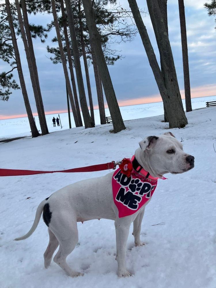 Enlarge Snow White, a Adoptable Pit Bull Terrier in Syracuse, NY image 3/6