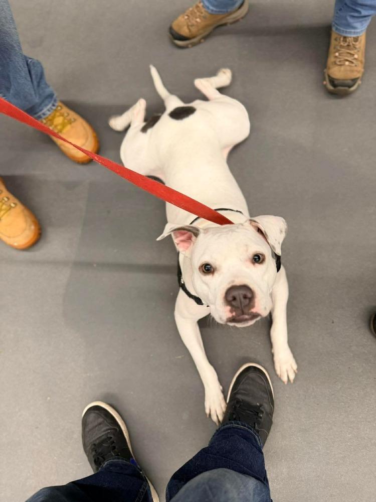 Enlarge Snow White, a Adoptable Pit Bull Terrier in Syracuse, NY image 4/6