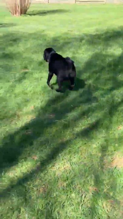 Enlarge Snow White, a Adoptable Pit Bull Terrier in Syracuse, NY video 4/6