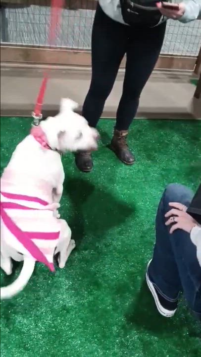Enlarge Snow White, a Adoptable Pit Bull Terrier in Syracuse, NY video 5/6
